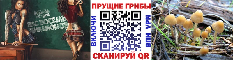 Купить закладки  Себеж  Галлюциногенные грибы Psilocybe 